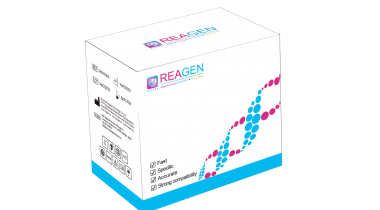 淋球菌核酸检测试剂盒(荧光PCR法)